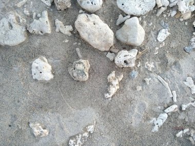 Arka plan için egzotik mercan bileşimi. Herhangi bir arka plan için izole edilmiş deniz mercanları. Sahildeki arka planlar için mercan resifleri. Mercan çerçevesi, mercan resifi.