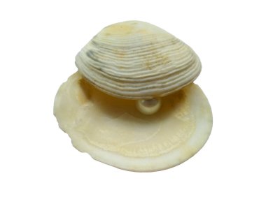 Beyaz arka planda incili açık istiridye. Kabuk ve inci beyaz arka planda izole. İçinde inci olan açık deniz kabuğu.