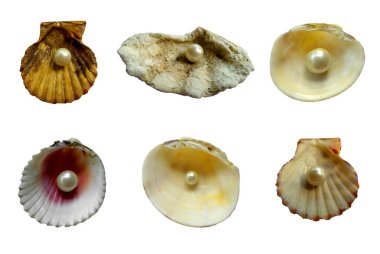 Beyaz arka planda incili açık istiridye. Kabuk ve inci beyaz arka planda izole. İçinde inci olan açık deniz kabuğu.