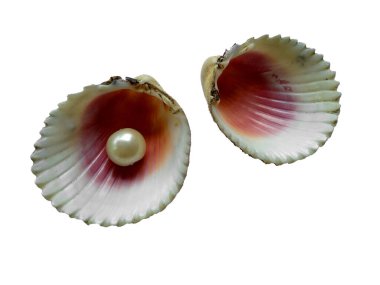 Beyaz arka planda incili açık istiridye. Kabuk ve inci beyaz arka planda izole. İçinde inci olan açık deniz kabuğu.