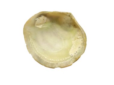 Beyaz arka planda egzotik deniz kabuklarının bileşimi. Beyaz arka planda izole edilmiş çeşitli yumuşakça kabukları. Beyaz arkaplanlı istiridye. Deniz kabuğu, istiridye, karides.