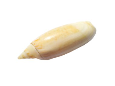 Beyaz arka planda egzotik deniz kabuklarının bileşimi. Beyaz arka planda izole edilmiş çeşitli yumuşakça kabukları. Beyaz arkaplanlı istiridye. Deniz kabuğu, istiridye, karides.