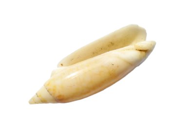 Beyaz arka planda egzotik deniz kabuklarının bileşimi. Beyaz arka planda izole edilmiş çeşitli yumuşakça kabukları. Beyaz arkaplanlı istiridye. Deniz kabuğu, istiridye, karides.