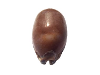 Beyaz arka planda egzotik deniz kabuklarının bileşimi. Beyaz arka planda izole edilmiş çeşitli yumuşakça kabukları. Beyaz arkaplanlı istiridye. Deniz kabuğu, istiridye, karides.