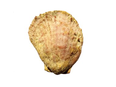 Beyaz arka planda egzotik deniz kabuklarının bileşimi. Beyaz arka planda izole edilmiş çeşitli yumuşakça kabukları. Beyaz arkaplanlı istiridye. Deniz kabuğu, istiridye, karides.