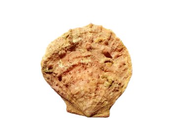 Beyaz arka planda egzotik deniz kabuklarının bileşimi. Beyaz arka planda izole edilmiş çeşitli yumuşakça kabukları. Beyaz arkaplanlı istiridye. Deniz kabuğu, istiridye, karides.