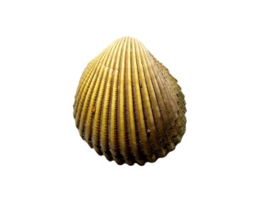 Beyaz arka planda egzotik deniz kabuklarının bileşimi. Beyaz arka planda izole edilmiş çeşitli yumuşakça kabukları. Beyaz arkaplanlı istiridye. Deniz kabuğu, istiridye, karides.