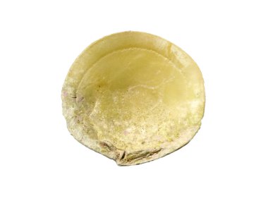 Beyaz arka planda egzotik deniz kabuklarının bileşimi. Beyaz arka planda izole edilmiş çeşitli yumuşakça kabukları. Beyaz arkaplanlı istiridye. Deniz kabuğu, istiridye, karides.