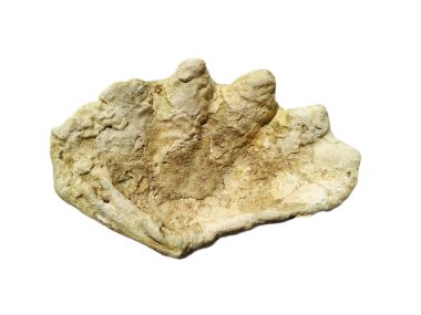 Beyaz arka planda egzotik deniz kabuklarının bileşimi. Beyaz arka planda izole edilmiş çeşitli yumuşakça kabukları. Beyaz arkaplanlı istiridye. Deniz kabuğu, istiridye, karides.