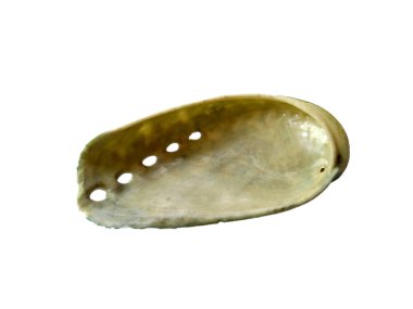 Beyaz arka planda egzotik deniz kabuklarının bileşimi. Beyaz arka planda izole edilmiş çeşitli yumuşakça kabukları. Beyaz arkaplanlı istiridye. Deniz kabuğu, istiridye, karides.