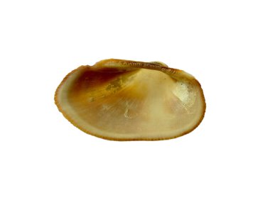 Beyaz arka planda egzotik deniz kabuklarının bileşimi. Beyaz arka planda izole edilmiş çeşitli yumuşakça kabukları. Beyaz arkaplanlı istiridye. Deniz kabuğu, istiridye, karides.