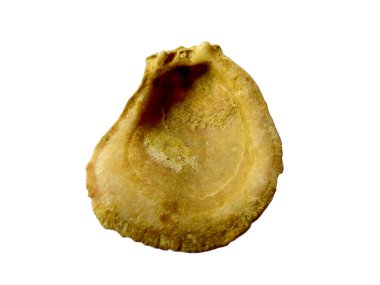 Beyaz arka planda egzotik deniz kabuklarının bileşimi. Beyaz arka planda izole edilmiş çeşitli yumuşakça kabukları. Beyaz arkaplanlı istiridye. Deniz kabuğu, istiridye, karides.