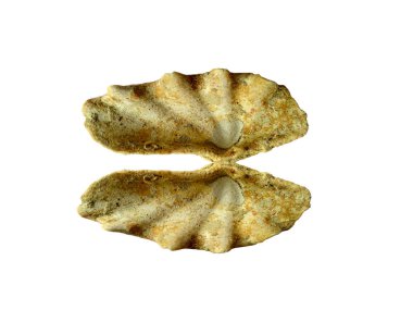 Beyaz arka planda egzotik deniz kabuklarının bileşimi. Beyaz arka planda izole edilmiş çeşitli yumuşakça kabukları. Beyaz arkaplanlı istiridye. Deniz kabuğu, istiridye, karides.