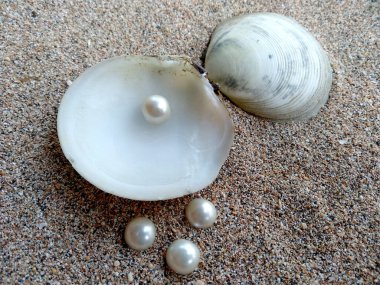 İnci kabuklu. Kumdaki kabuklar ve inciler. Kumsalda incili bir deniz kabuğu. İçinde inci olan açık deniz kabuğu.