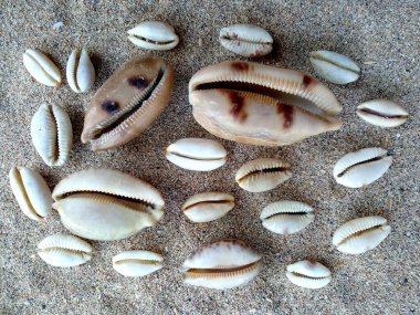 Deniz kabukları ve kumsal. Kum yığınındaki deniz kabukları beyaz arka planda izole edilmiş. Beyaz bir zemin üzerinde egzotik deniz kabukları bileşimi