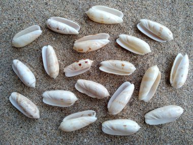 Deniz kabukları ve kumsal. Kum yığınındaki deniz kabukları beyaz arka planda izole edilmiş. Beyaz bir zemin üzerinde egzotik deniz kabukları bileşimi