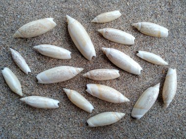 Deniz kabukları ve kumsal. Kum yığınındaki deniz kabukları beyaz arka planda izole edilmiş. Beyaz bir zemin üzerinde egzotik deniz kabukları bileşimi