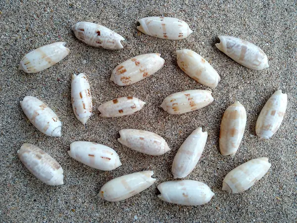 Deniz kabukları ve kumsal. Kum yığınındaki deniz kabukları beyaz arka planda izole edilmiş. Beyaz bir zemin üzerinde egzotik deniz kabukları bileşimi