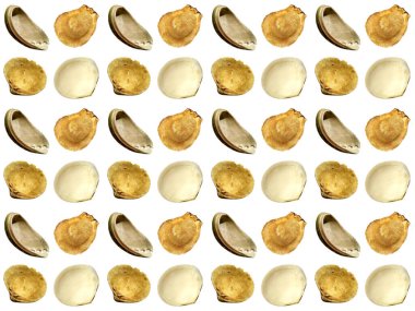 Güzel deniz kabuğu deseni. Deniz kabukları ya da beyaz arkaplanı olan istiridye deseni