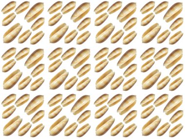 Güzel deniz kabuğu deseni. Deniz kabukları ya da beyaz arkaplanı olan istiridye deseni