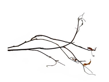 Dal, makro kuru dalları beyaz arka planda, kırpma yolu ile yalıtılmış huş ağacına koyun. Ağaç dalları beyaz arka planda izole edilmiş. Beyaz arkaplanda izole edilmiş odun yığını veya ağaç çubukları