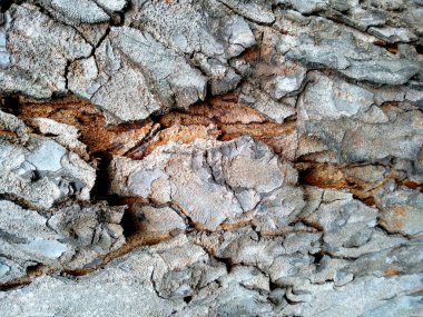 Tahta derisi termitlerin yemesi için, termitlerin ağaç yemesi sorunu. Tahta delikleri olan ahşap bir arka plan. Tahta karıncalar ya da termitler tarafından yenir. Karıncalar ağaçta yuva yapar. Eski ahşap doku