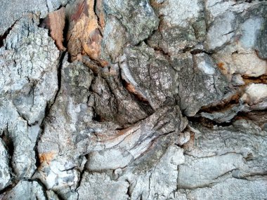 Tahta derisi termitlerin yemesi için, termitlerin ağaç yemesi sorunu. Tahta delikleri olan ahşap bir arka plan. Tahta karıncalar ya da termitler tarafından yenir. Karıncalar ağaçta yuva yapar. Eski ahşap doku