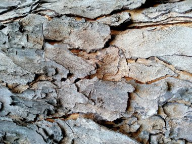 Tahta derisi termitlerin yemesi için, termitlerin ağaç yemesi sorunu. Tahta delikleri olan ahşap bir arka plan. Tahta karıncalar ya da termitler tarafından yenir. Karıncalar ağaçta yuva yapar. Eski ahşap doku