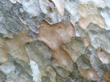 Tahta derisi termitlerin yemesi için, termitlerin ağaç yemesi sorunu. Tahta delikleri olan ahşap bir arka plan. Tahta karıncalar ya da termitler tarafından yenir. Karıncalar ağaçta yuva yapar. Eski ahşap doku