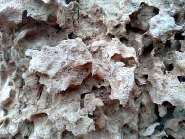 Tahta derisi termitlerin yemesi için, termitlerin ağaç yemesi sorunu. Tahta delikleri olan ahşap bir arka plan. Tahta karıncalar ya da termitler tarafından yenir. Karıncalar ağaçta yuva yapar. Eski ahşap doku