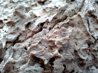 Tahta derisi termitlerin yemesi için, termitlerin ağaç yemesi sorunu. Tahta delikleri olan ahşap bir arka plan. Tahta karıncalar ya da termitler tarafından yenir. Karıncalar ağaçta yuva yapar. Eski ahşap doku