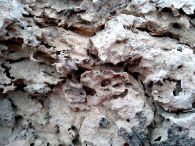 Tahta derisi termitlerin yemesi için, termitlerin ağaç yemesi sorunu. Tahta delikleri olan ahşap bir arka plan. Tahta karıncalar ya da termitler tarafından yenir. Karıncalar ağaçta yuva yapar. Eski ahşap doku