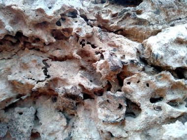 Tahta derisi termitlerin yemesi için, termitlerin ağaç yemesi sorunu. Tahta delikleri olan ahşap bir arka plan. Tahta karıncalar ya da termitler tarafından yenir. Karıncalar ağaçta yuva yapar. Eski ahşap doku