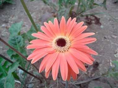 Bahçede çiçek açan güzel bir çiçek. Parkta çiçekler ya da sonbaharda bahçe. Çiçek arkaplanı, bitki arka planı, ağaç arka planı, botanik ya da botanik bahçesi arka planı, çiçek arkaplanı