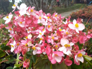 Bahçede çiçek açan güzel bir çiçek. Parkta çiçekler ya da sonbaharda bahçe. Çiçek arkaplanı, bitki arka planı, ağaç arka planı, botanik ya da botanik bahçesi arka planı, çiçek arkaplanı