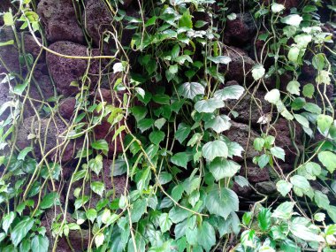 Bahçede çiçek açan güzel bir bitki. Parktaki ağaç ya da sonbaharda bahçe. Bitki arka planı, ağaç arka planı, botanik ya da botanik bahçesi arka planı, çiçek arka planı, yaprak arka planı, yapraklar