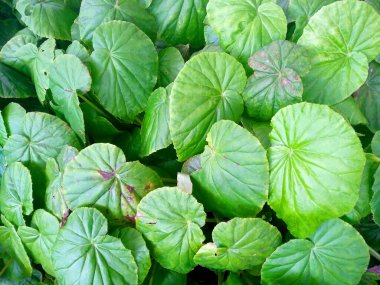 Bahçede çiçek açan güzel bir bitki. Parktaki ağaç ya da sonbaharda bahçe. Bitki arka planı, ağaç arka planı, botanik ya da botanik bahçesi arka planı, çiçek arka planı, yaprak arka planı, yapraklar