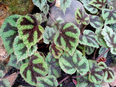 Bahçede çiçek açan güzel bir bitki. Parktaki ağaç ya da sonbaharda bahçe. Bitki arka planı, ağaç arka planı, botanik ya da botanik bahçesi arka planı, çiçek arka planı, yaprak arka planı, yapraklar
