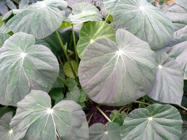 Bahçede çiçek açan güzel bir bitki. Parktaki ağaç ya da sonbaharda bahçe. Bitki arka planı, ağaç arka planı, botanik ya da botanik bahçesi arka planı, çiçek arka planı, yaprak arka planı, yapraklar