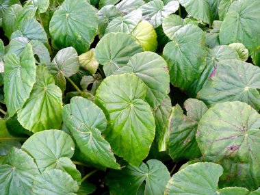 Bahçede çiçek açan güzel bir bitki. Parktaki ağaç ya da sonbaharda bahçe. Bitki arka planı, ağaç arka planı, botanik ya da botanik bahçesi arka planı, çiçek arka planı, yaprak arka planı, yapraklar