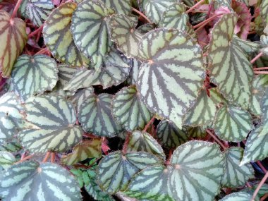 Bahçede çiçek açan güzel bir bitki. Parktaki ağaç ya da sonbaharda bahçe. Bitki arka planı, ağaç arka planı, botanik ya da botanik bahçesi arka planı, çiçek arka planı, yaprak arka planı, yapraklar