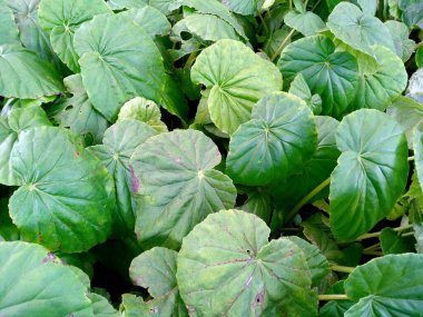 Bahçede çiçek açan güzel bir bitki. Parktaki ağaç ya da sonbaharda bahçe. Bitki arka planı, ağaç arka planı, botanik ya da botanik bahçesi arka planı, çiçek arka planı, yaprak arka planı, yapraklar