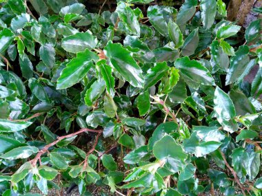 Bahçede çiçek açan güzel bir bitki. Parktaki ağaç ya da sonbaharda bahçe. Bitki arka planı, ağaç arka planı, botanik ya da botanik bahçesi arka planı, çiçek arka planı, yaprak arka planı, yapraklar