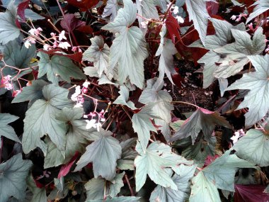 Bahçede çiçek açan güzel bir bitki. Parktaki ağaç ya da sonbaharda bahçe. Bitki arka planı, ağaç arka planı, botanik ya da botanik bahçesi arka planı, çiçek arka planı, yaprak arka planı, yapraklar