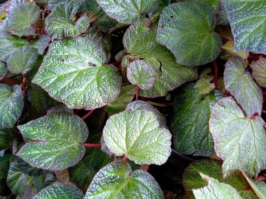 Bahçede çiçek açan güzel bir bitki. Parktaki ağaç ya da sonbaharda bahçe. Bitki arka planı, ağaç arka planı, botanik ya da botanik bahçesi arka planı, çiçek arka planı, yaprak arka planı, yapraklar