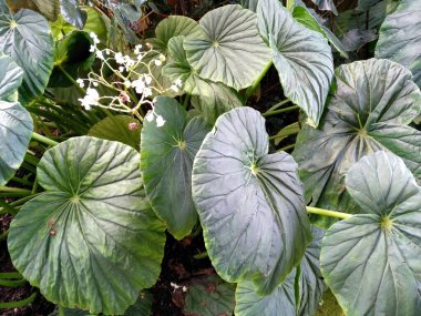 Bahçede çiçek açan güzel bir bitki. Parktaki ağaç ya da sonbaharda bahçe. Bitki arka planı, ağaç arka planı, botanik ya da botanik bahçesi arka planı, çiçek arka planı, yaprak arka planı, yapraklar