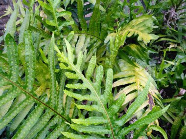 Bahçede çiçek açan güzel bir bitki. Parktaki ağaç ya da sonbaharda bahçe. Bitki arka planı, ağaç arka planı, botanik ya da botanik bahçesi arka planı, çiçek arka planı, yaprak arka planı, yapraklar
