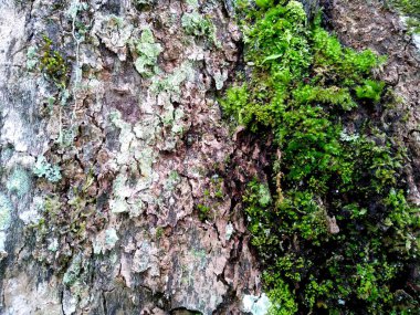 Yosun dokusu arka planı. Ağaca yeşil yosun yapışır. Ormanda yeşil yosun. Ahşap ile yosun arkaplanı