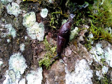 Yosun dokusu arka planı. Ağaca yeşil yosun yapışır. Ormanda yeşil yosun. Ahşap ile yosun arkaplanı