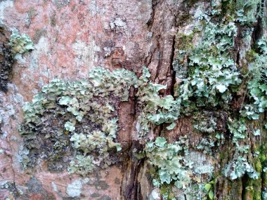 Yosun dokusu arka planı. Ağaca yeşil yosun yapışır. Ormanda yeşil yosun. Ahşap ile yosun arkaplanı